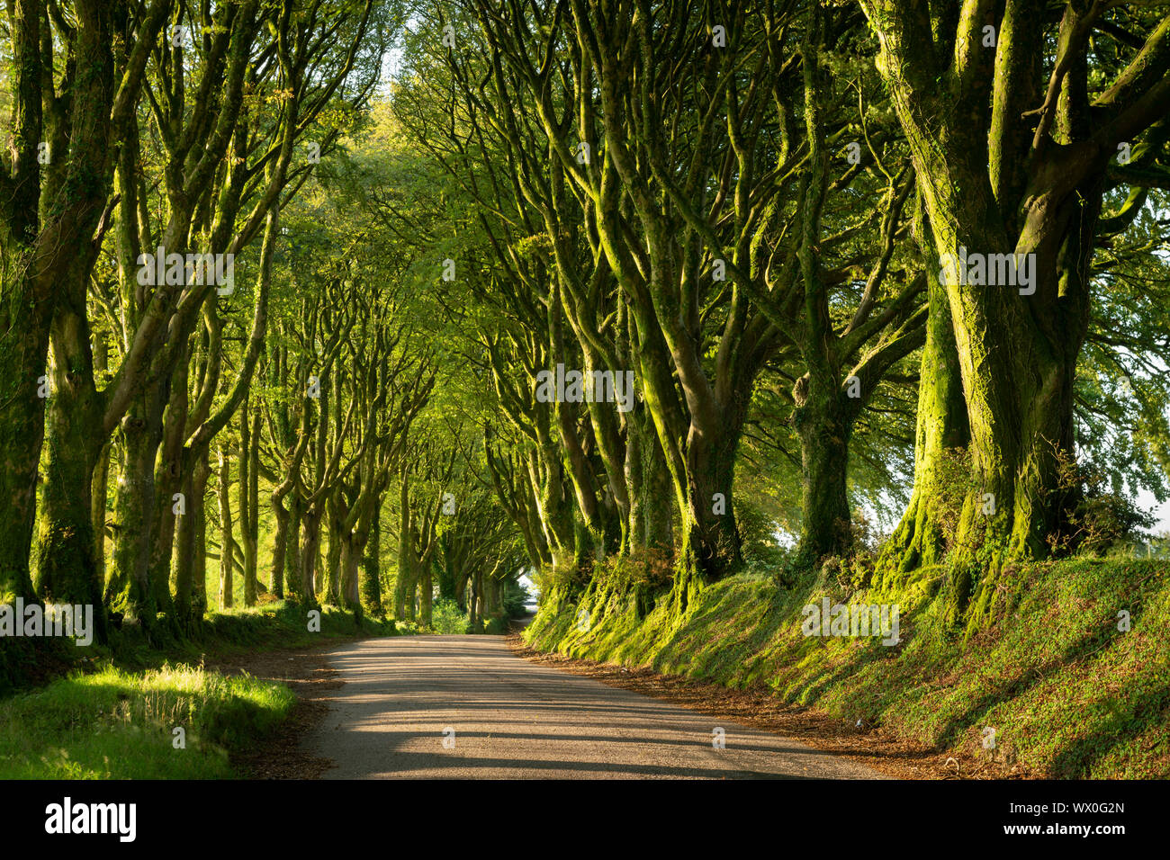 Country lane sous l'avenue d'arbres, de Bridestowe, Dartmoor, dans le Devon, Angleterre, Royaume-Uni, Europe Banque D'Images