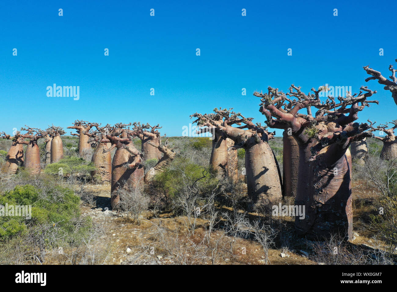 Près de la forêt de baobabs, Atsimo Andrefana Région Morombe, Madagascar, Afrique Banque D'Images