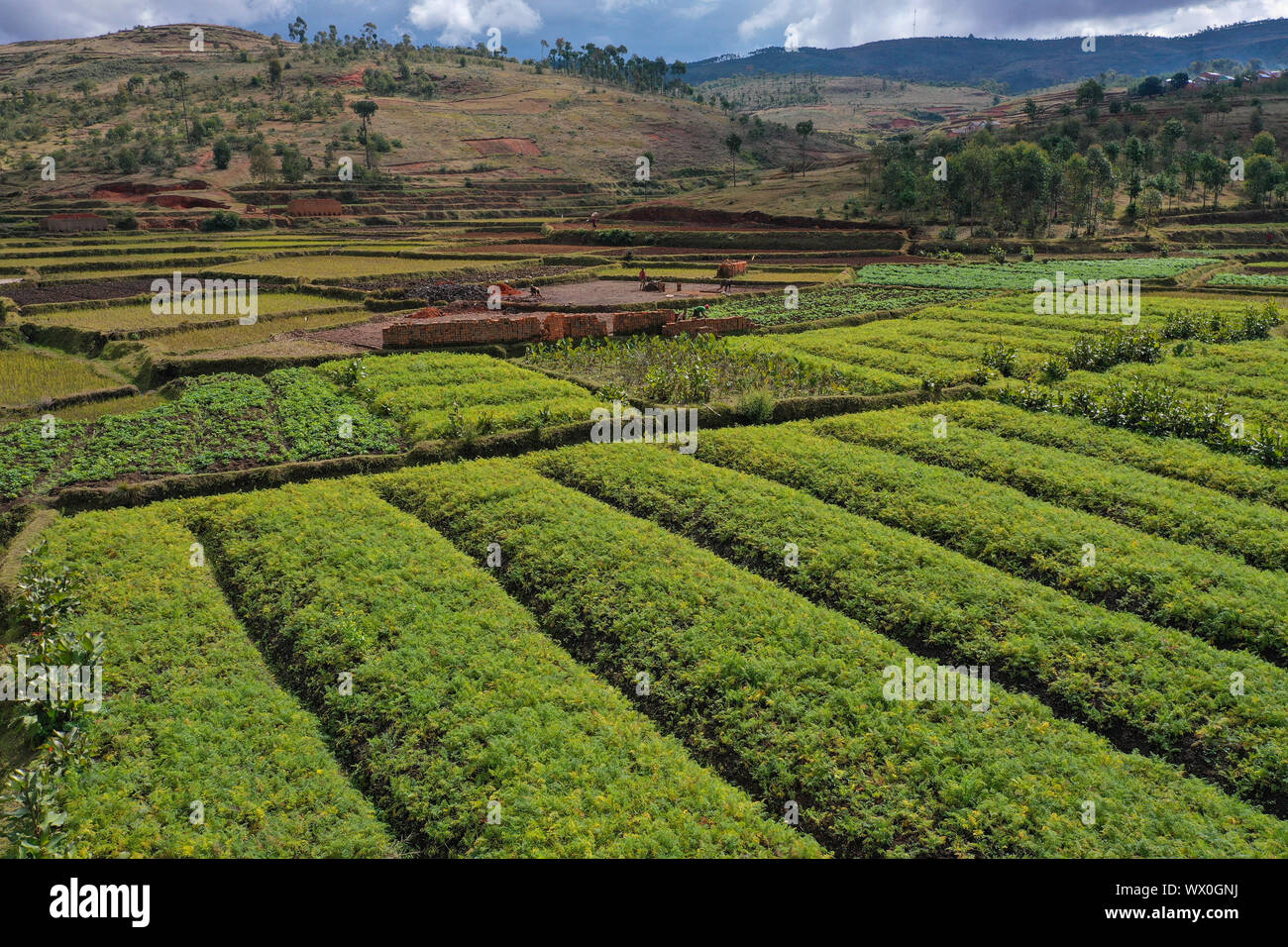 La culture de légumes et la fabrication de briques sur les champs de riz, la route nationale RN7 entre Antsirabe et Antananarivo, Madagascar, Afrique Banque D'Images