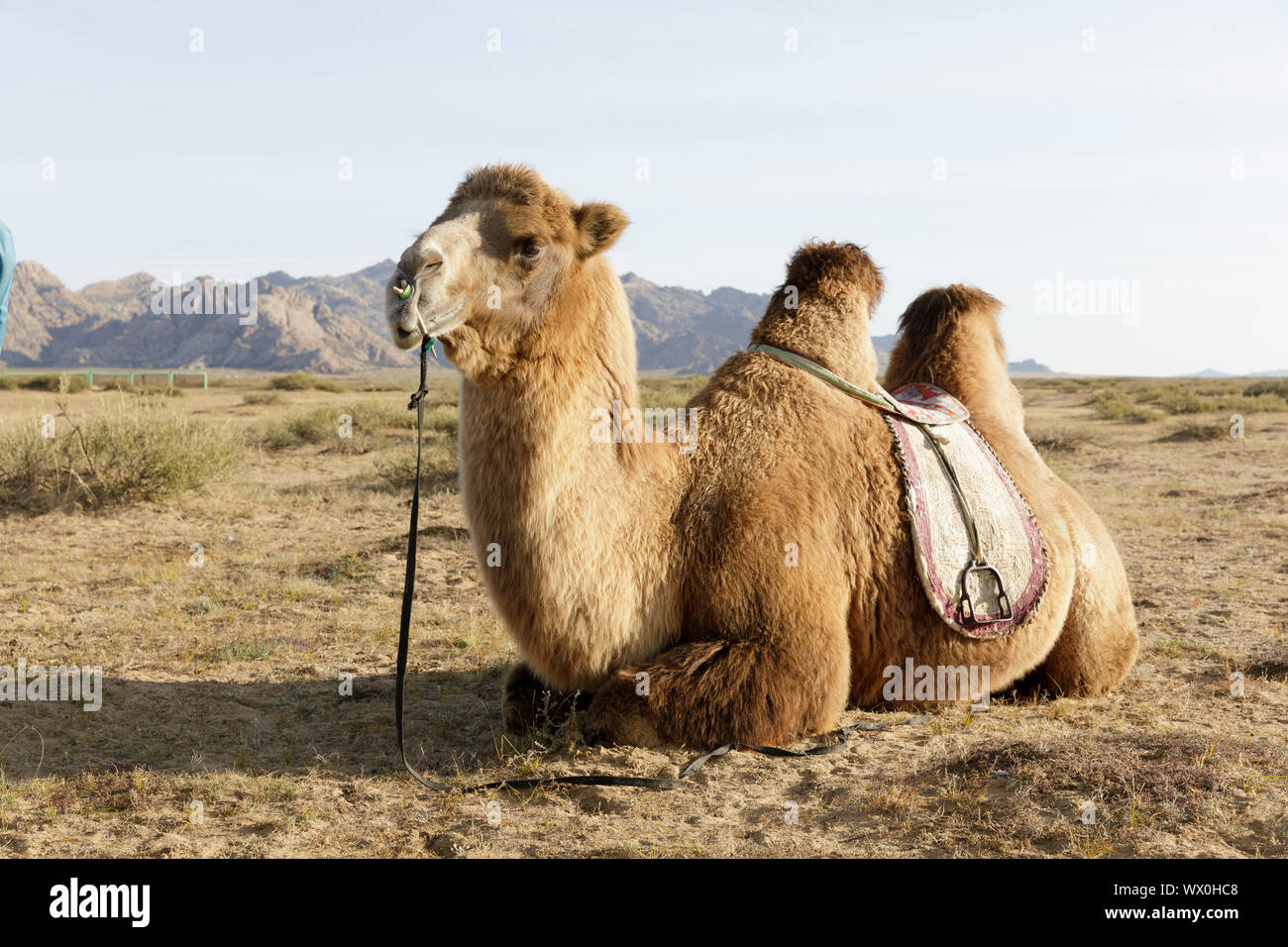 Un chameau dans le Parc National de Khogno Khan, la Mongolie, l'Asie centrale, d'Asie Banque D'Images