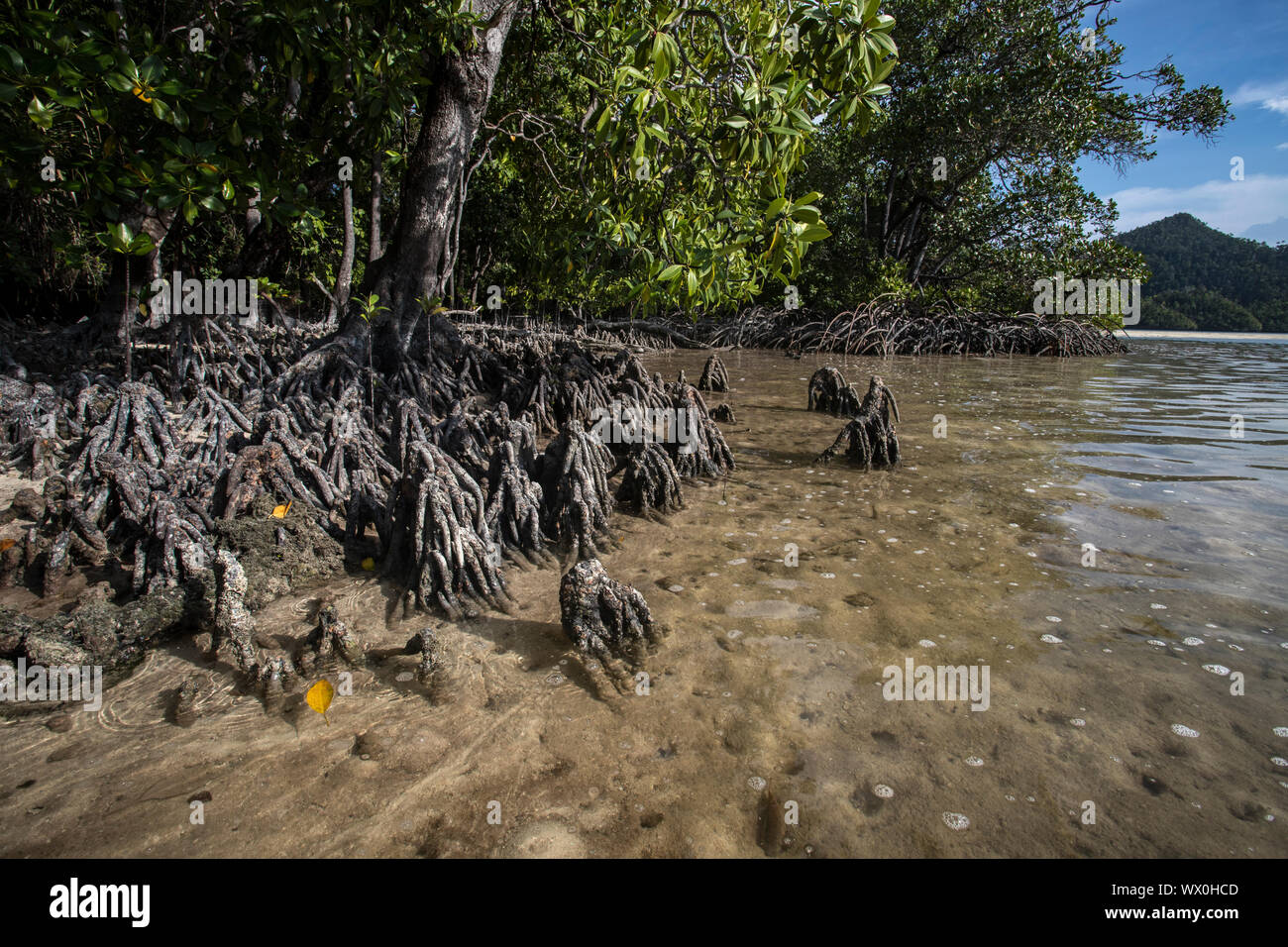 Les mangroves dans Wayag, l'île de Raja Ampat, Papouasie occidentale, en Indonésie, en Asie du Sud-Est, l'Asie Banque D'Images