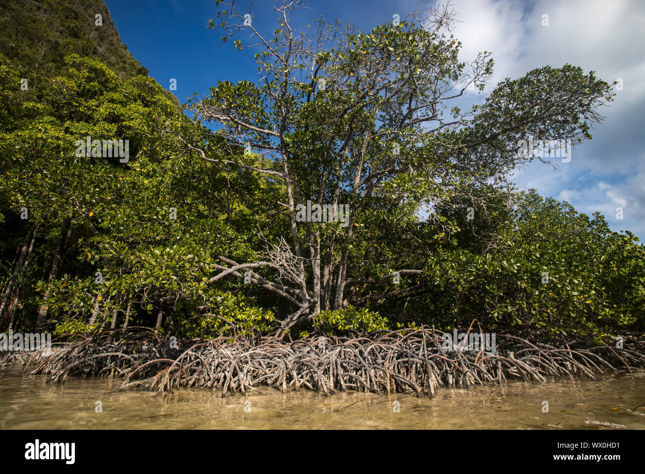 Les mangroves dans Wayag, l'île de Raja Ampat, Papouasie occidentale, en Indonésie, en Asie du Sud-Est, l'Asie Banque D'Images