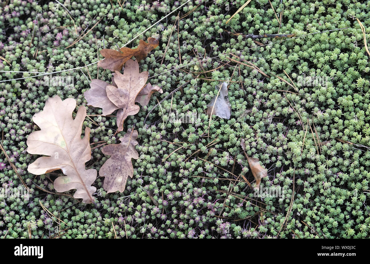 Feuilles de chêne jaune tombé au sol. Banque D'Images
