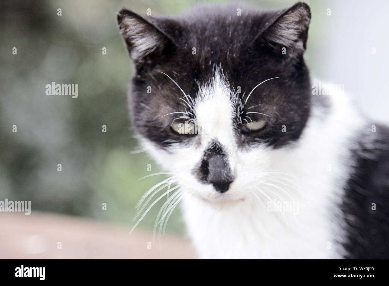 Pauvre Chat Banque D Image Et Photos Alamy Pauvre Chat Banque D Image Et Photos Alamy