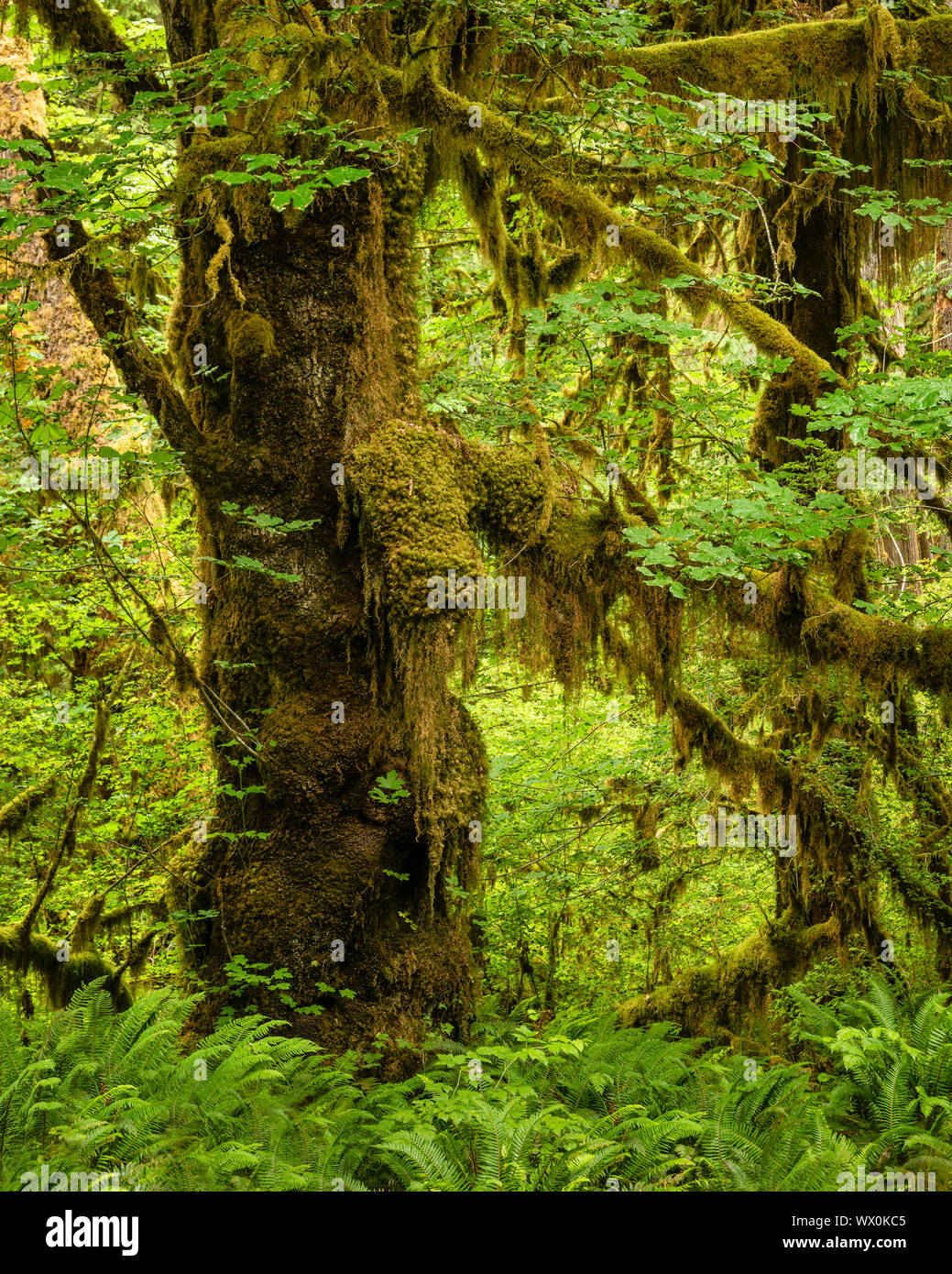 Hoh Rainforest, Olympic National Park, site du patrimoine mondial de l'UNESCO, l'État de Washington, États-Unis d'Amérique, Amérique du Nord Banque D'Images