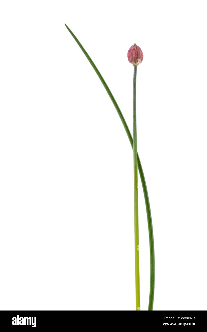 La ciboulette isolé sur fond blanc Banque D'Images