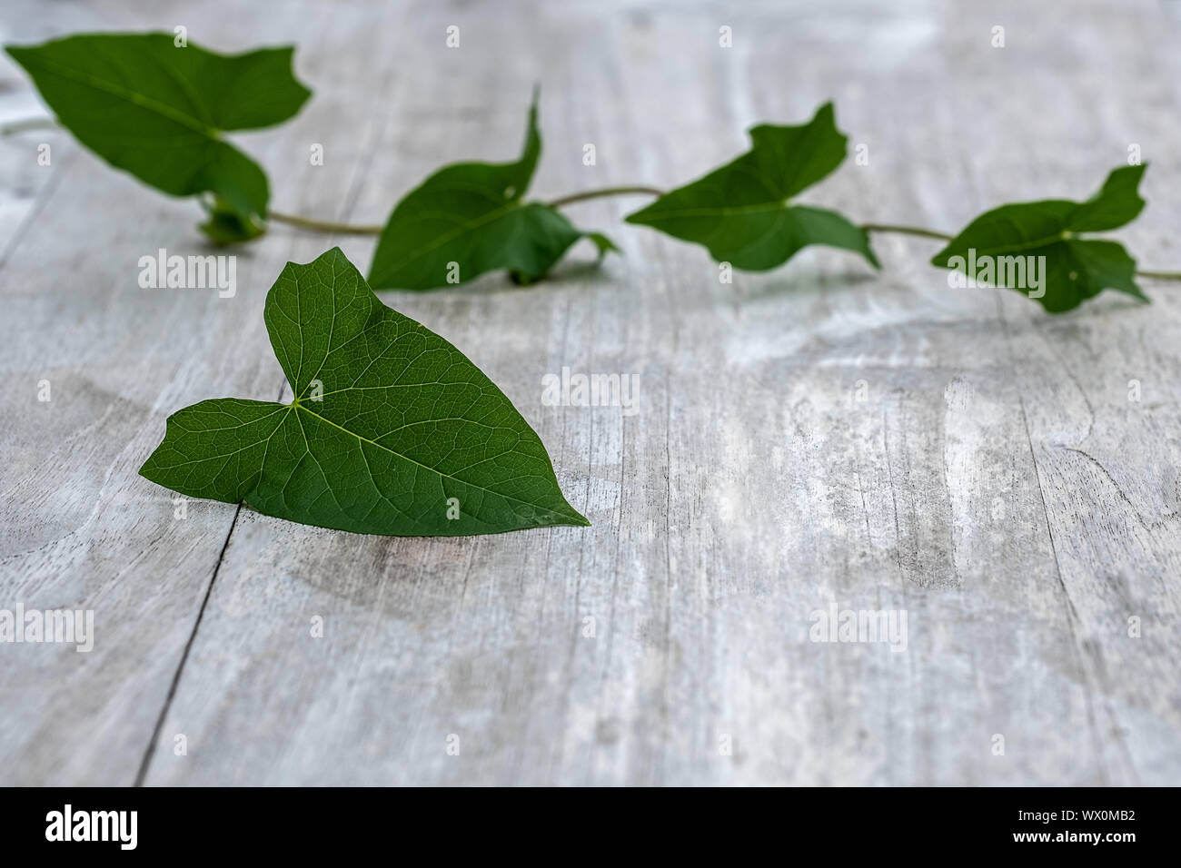 Convolvulaceae liseron des champs sur la table en bois Banque D'Images