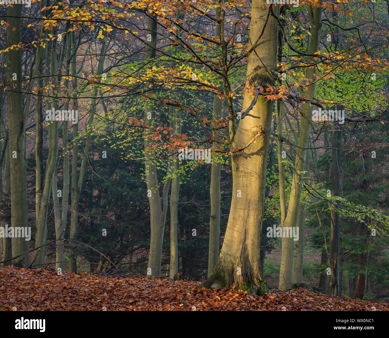 Le hêtre commun (Fagus sylvatica), arbres, automne, couleur, Bois du Roi Challock, Kent, Angleterre, Royaume-Uni, Europe Banque D'Images