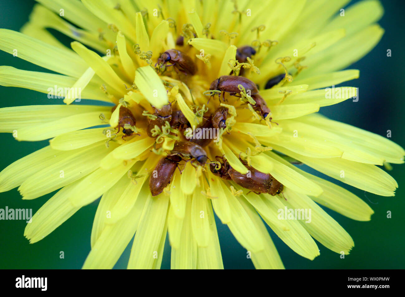 Pissenlit dans beetle framboise Banque D'Images