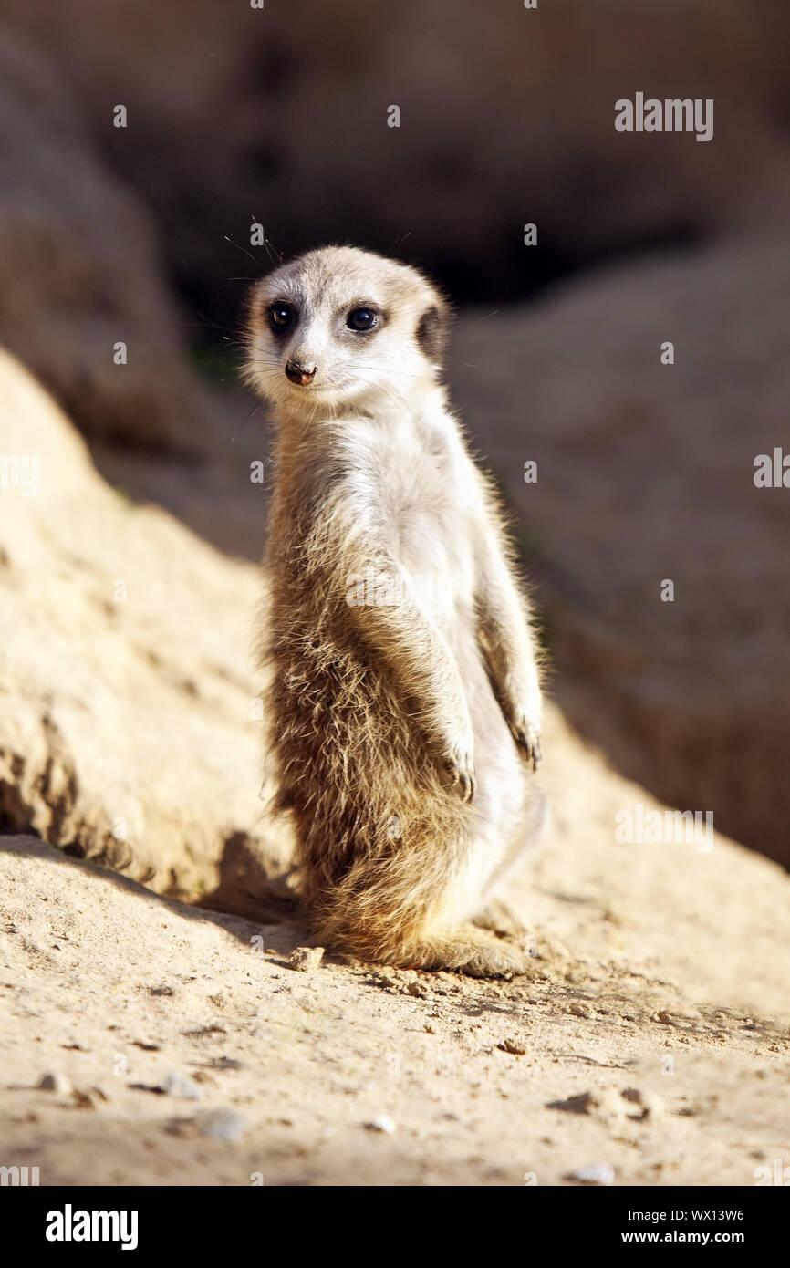 À queue fine, suricate (Suricata suricatta) suricates, debout sur les pattes de fixation et Banque D'Images