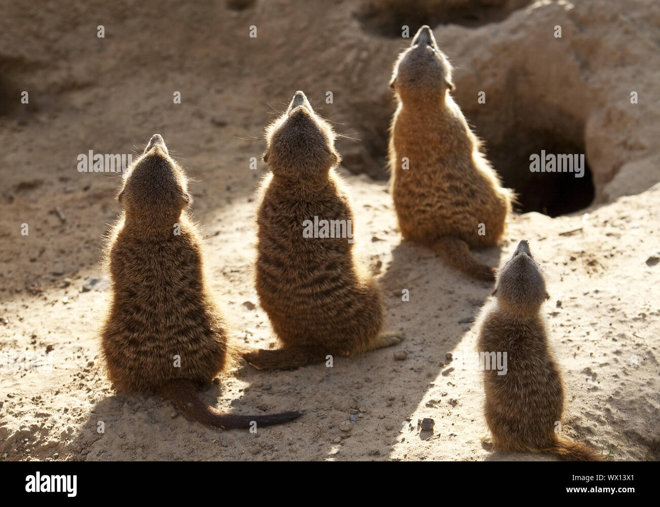 À queue fine, suricate (Suricata suricatta) suricates Banque D'Images
