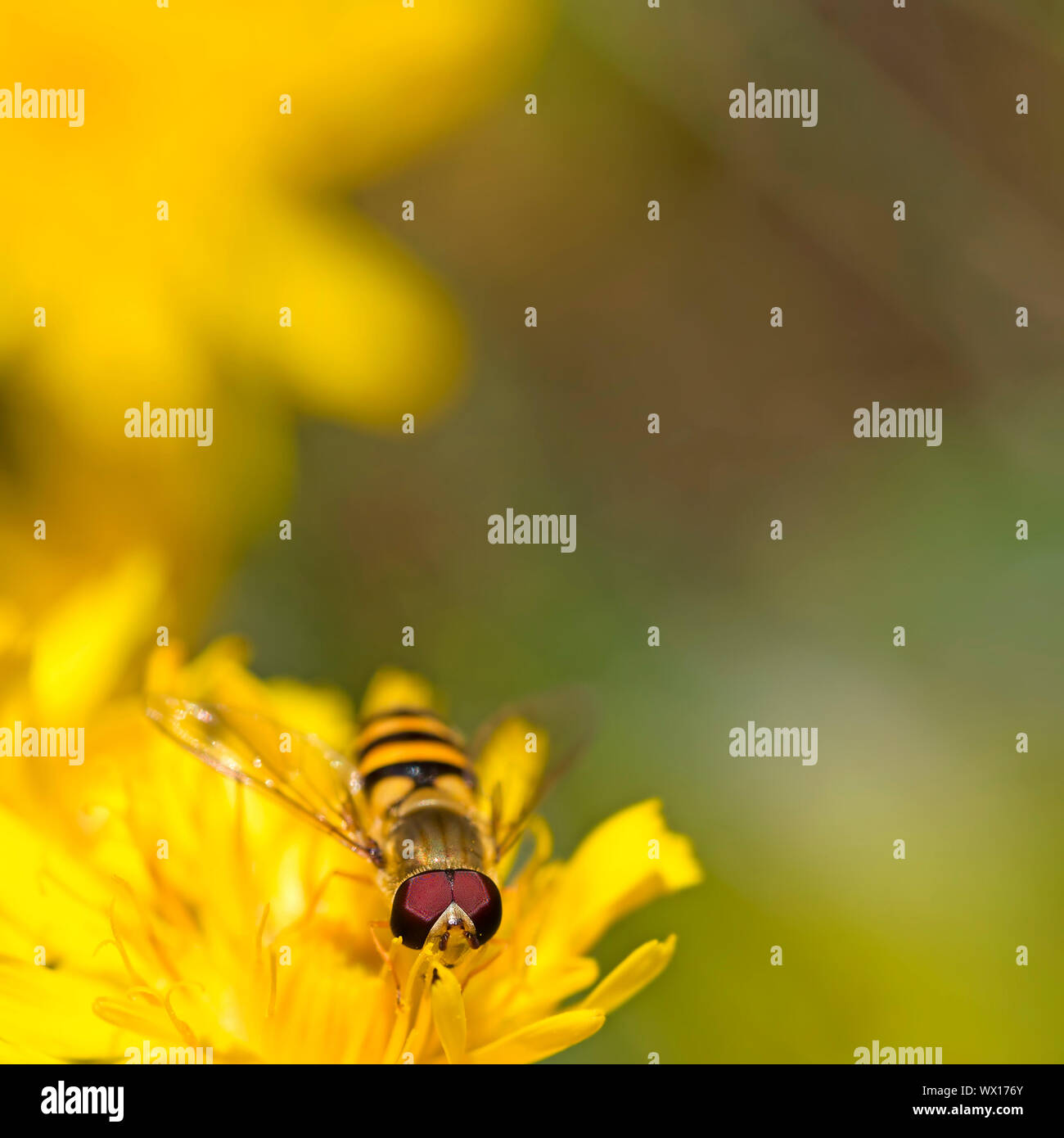 Close-up d'une marmelade Hoverfly sur un Pissenlit Banque D'Images