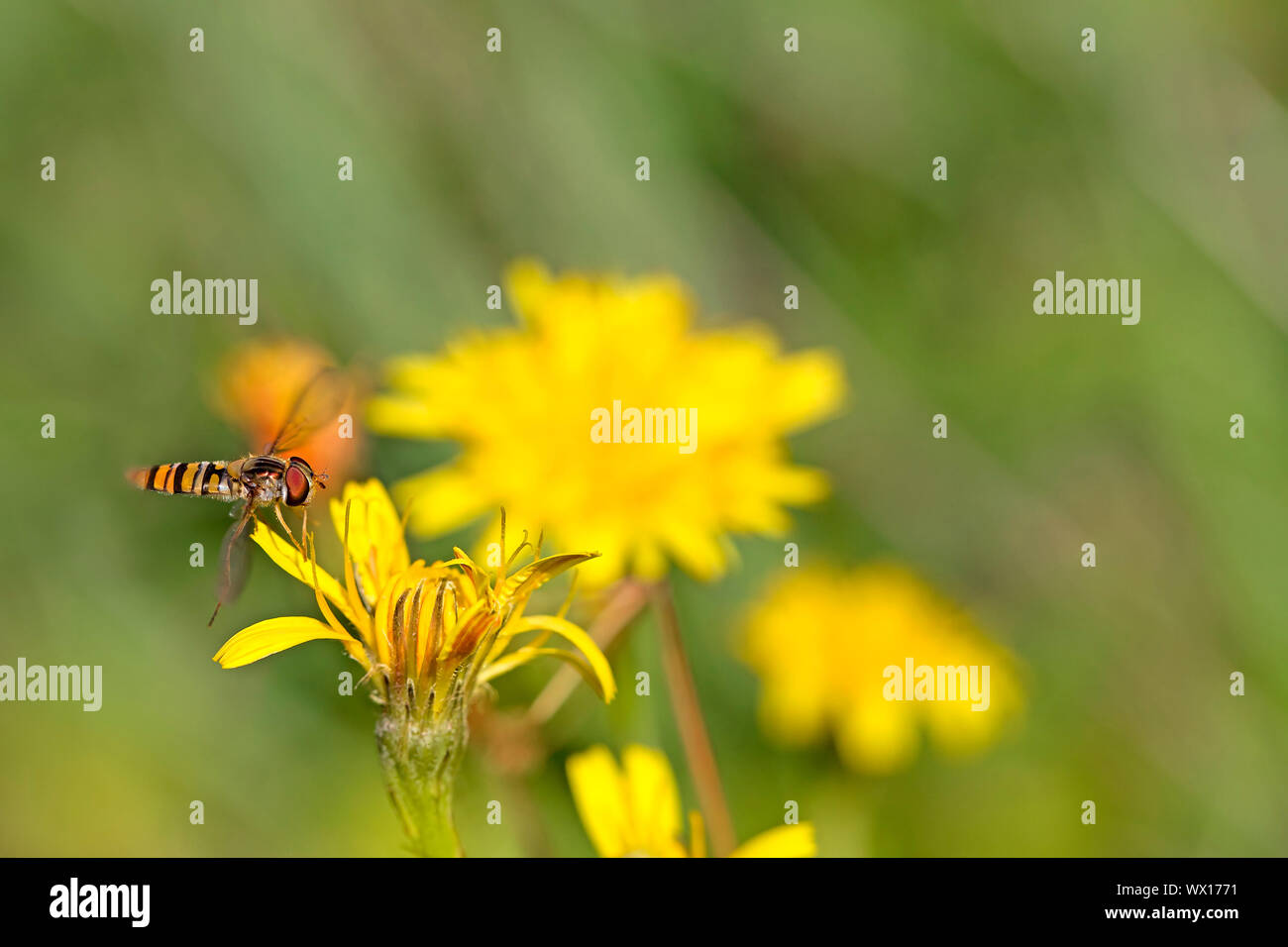 Close-up d'une marmelade Hoverfly sur un Pissenlit Banque D'Images