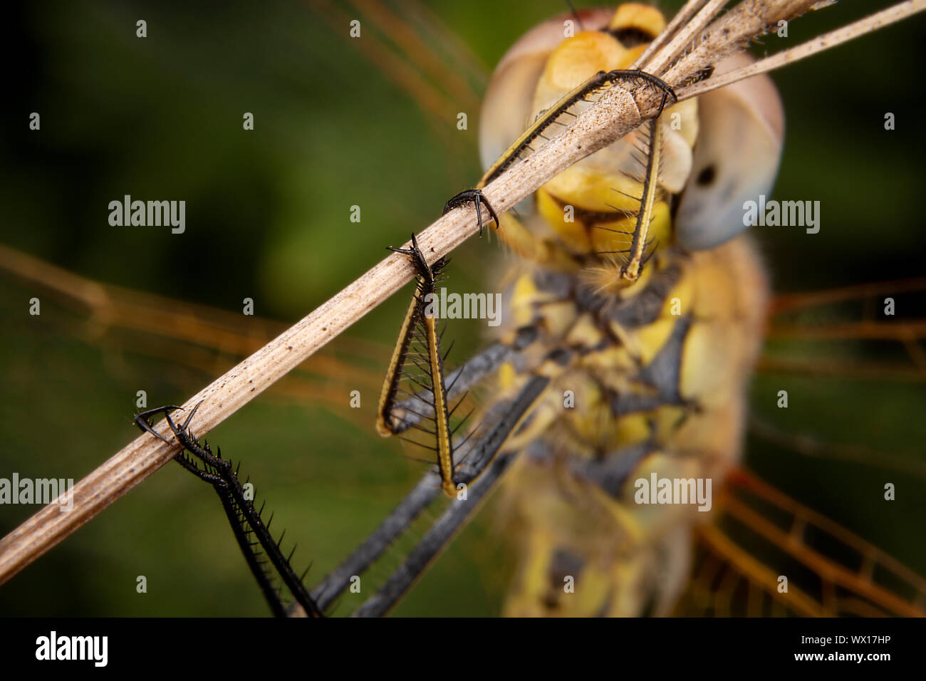 Belle macro photographie de libellule sleeping Banque D'Images