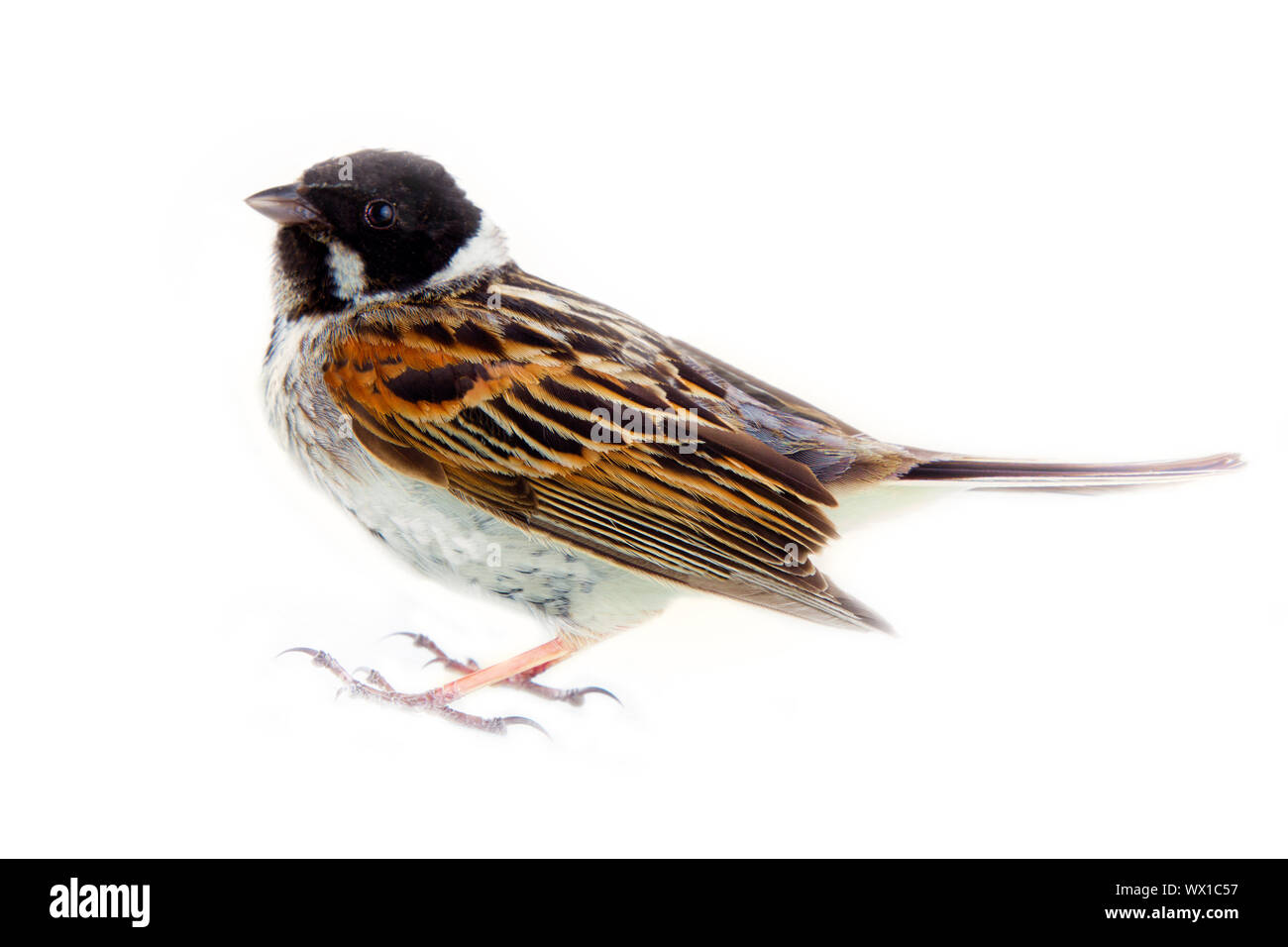 Homme Reed Bunting Emberiza schoeniclus, blackcap (mâle) Banque D'Images