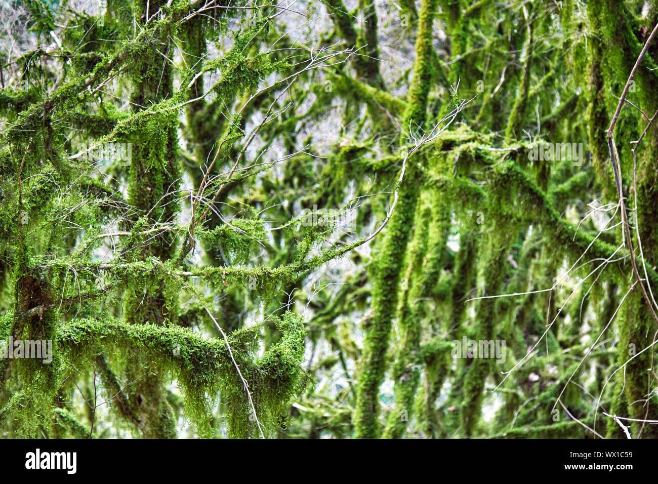 Célèbre le buis (Buxus colchica Colchis) evergreen subtropical Banque D'Images