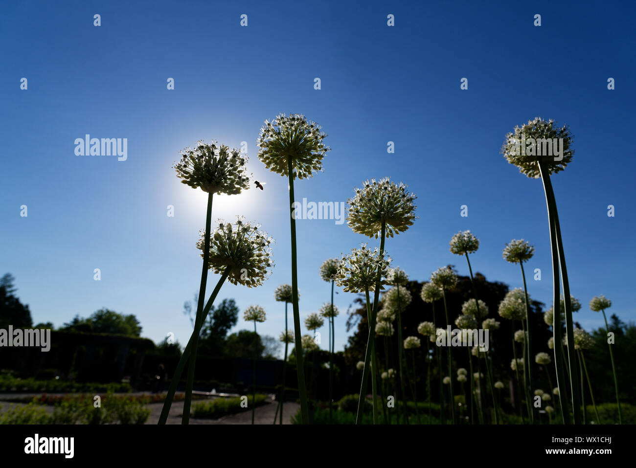 Le soleil derrière l'oignon d'ornement en fleurs Jardin botanique de Montréal Banque D'Images