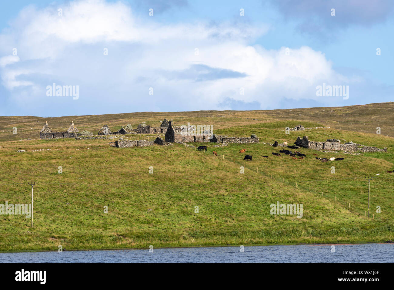 Près de bovins vache ruiné lapidé cottages et le loch d'snarravoe, Unst, Shetland, Scotland, UK Banque D'Images