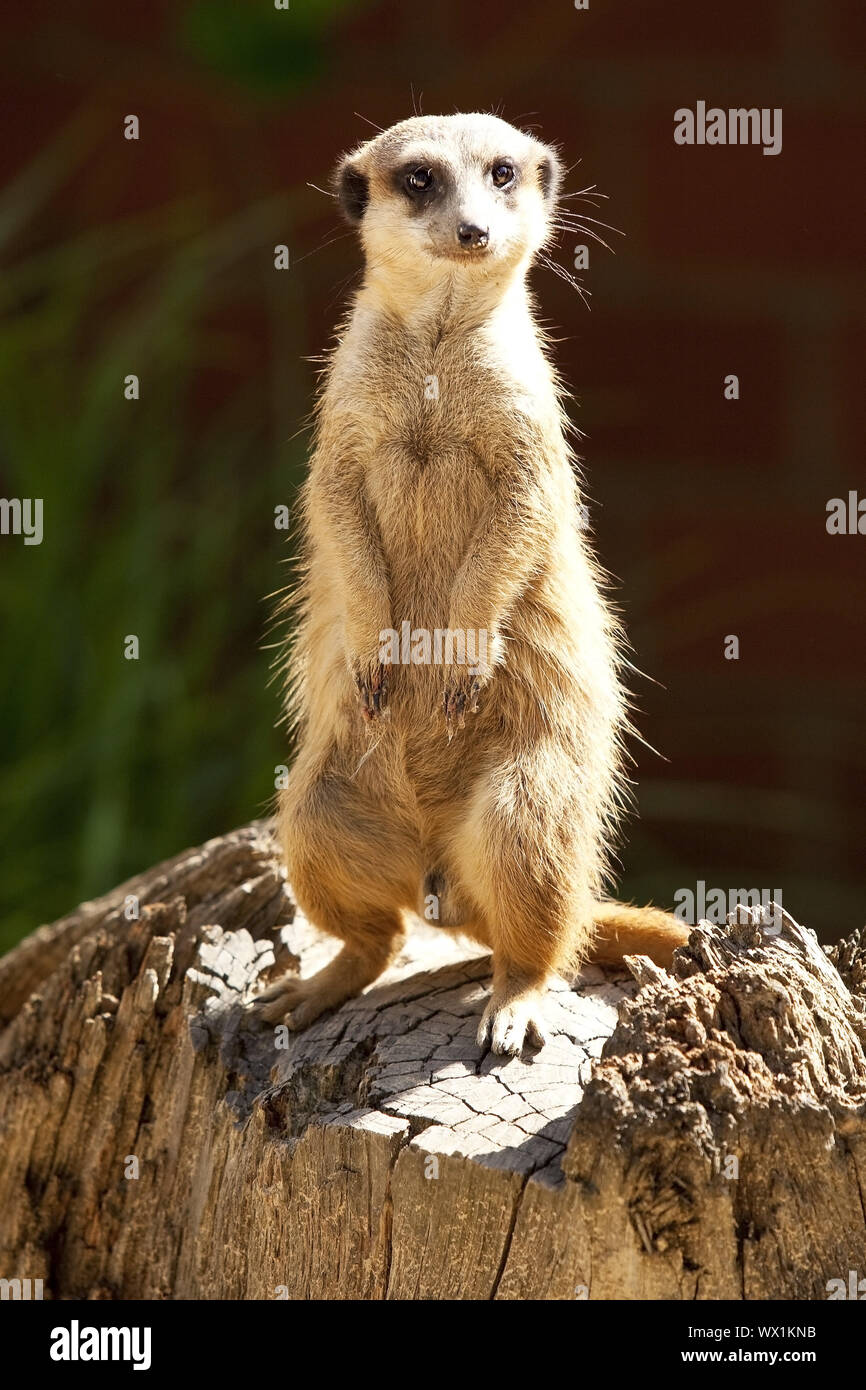 À queue fine, suricate (Suricata suricatta) suricates, debout sur les pattes de fixation et Banque D'Images