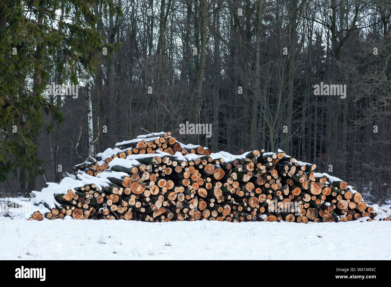 Poteaux en bois en hiver Banque D'Images
