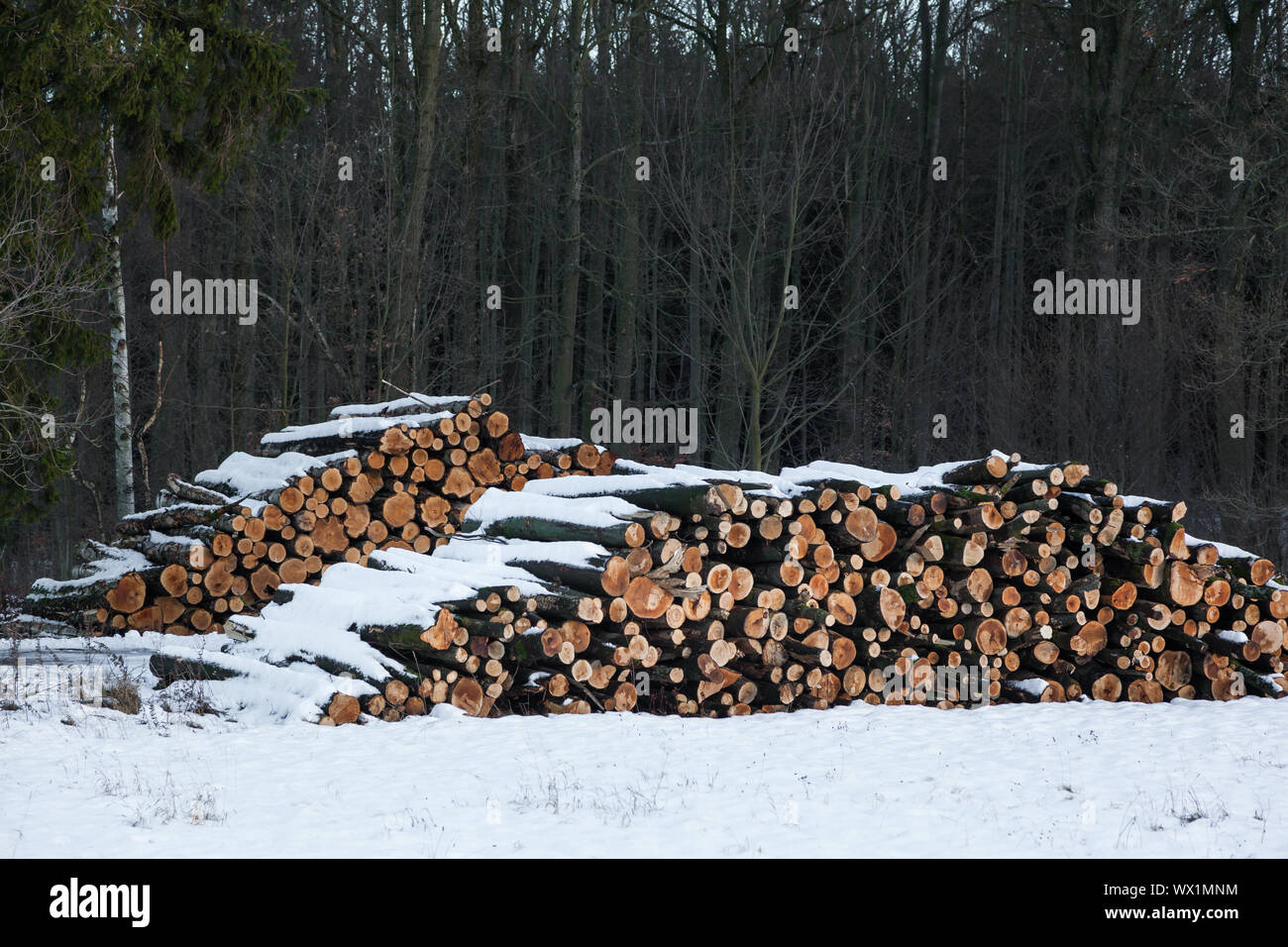 Poteaux en bois en hiver Banque D'Images