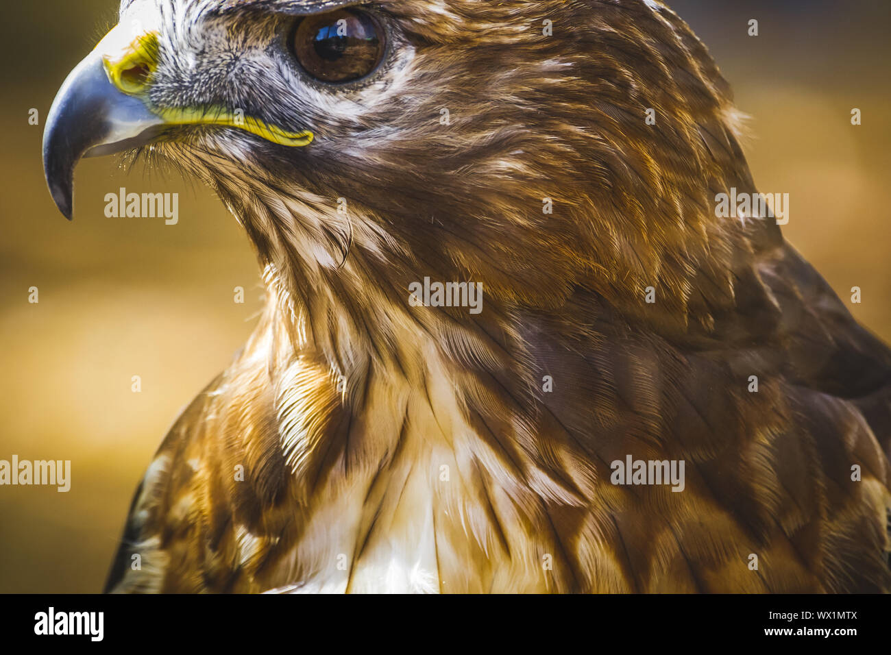 Aigle, oiseau de proie diurne avec beau plumage et bec jaune Banque D'Images