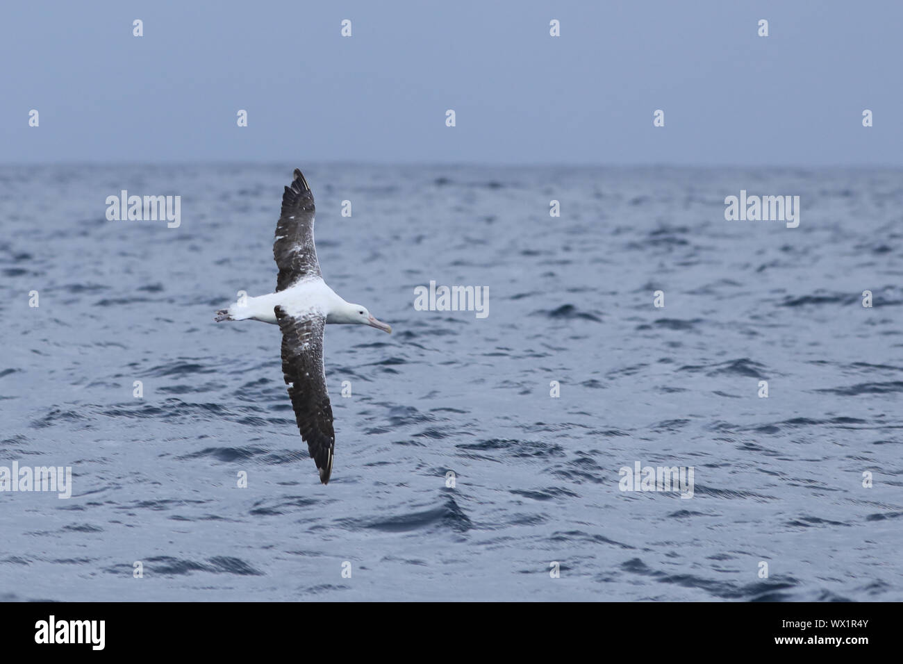 Le Sud de l'albatros Diomedea epomophora, Royal, en vol Banque D'Images