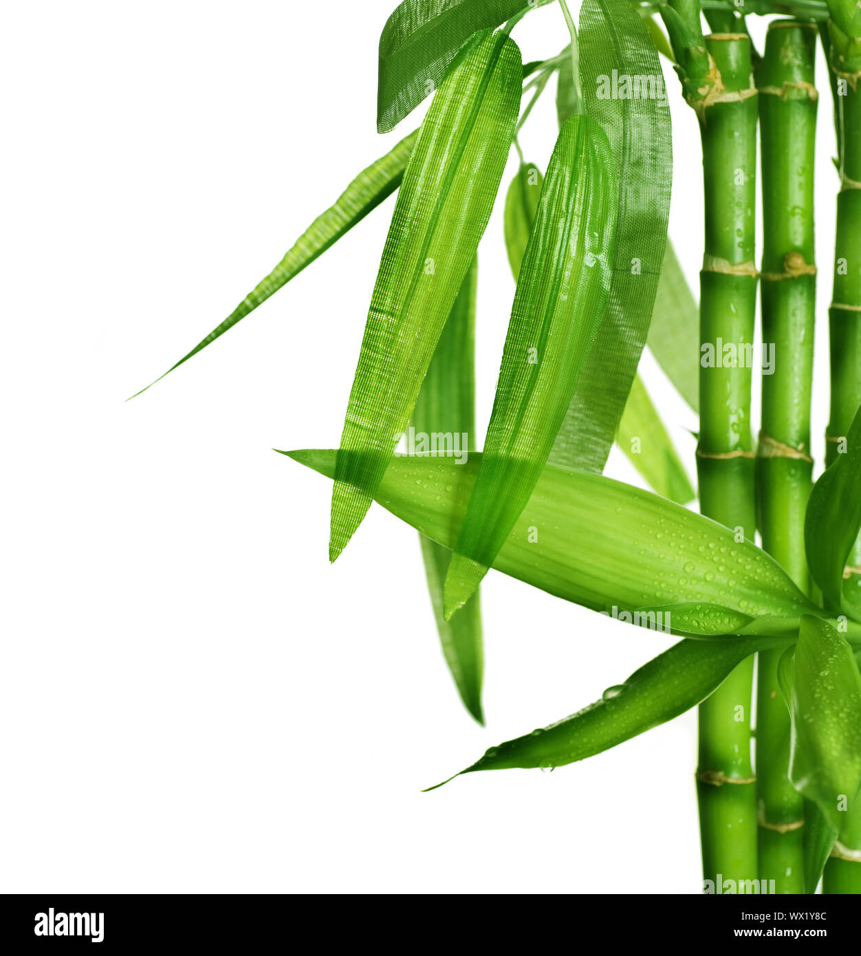 Bamboo isolated on white Banque D'Images