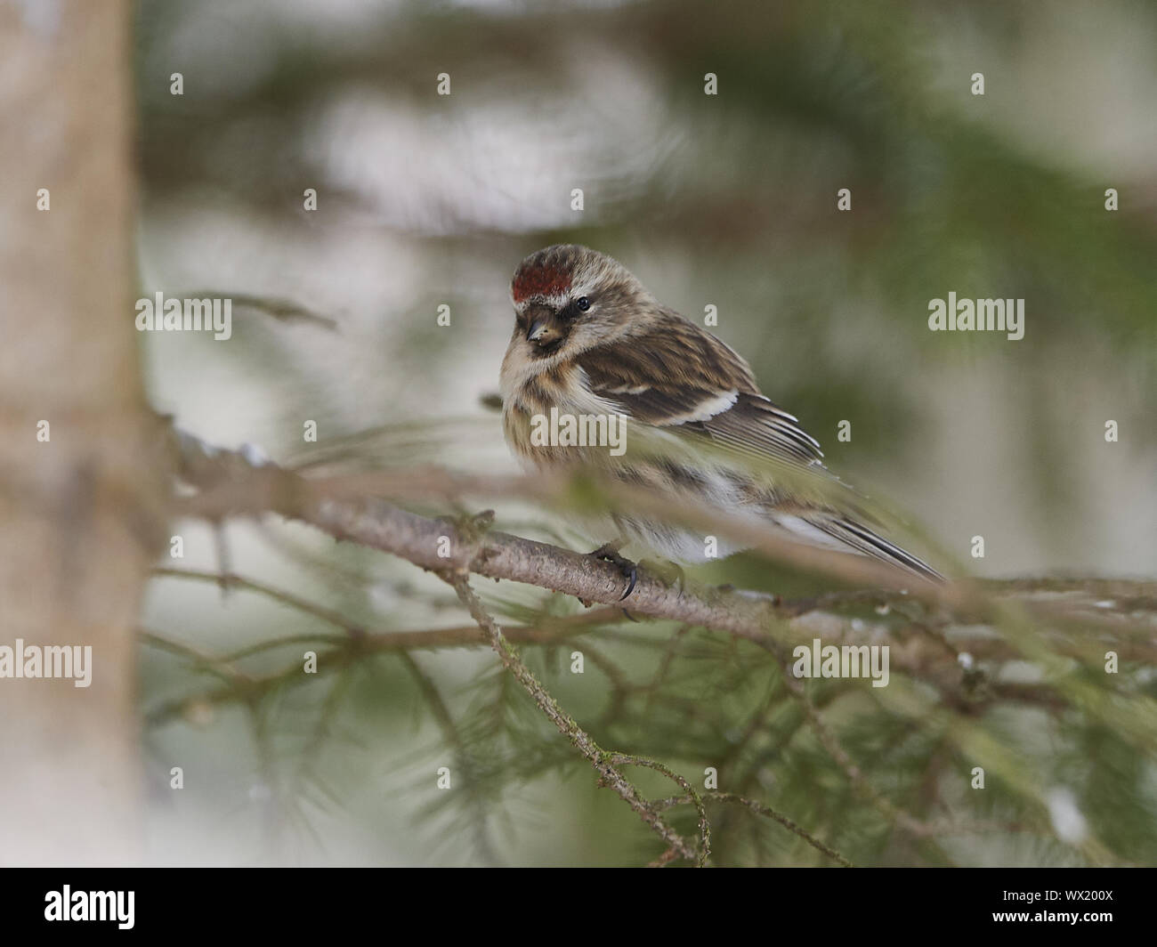 Red-legged Tarin Banque D'Images