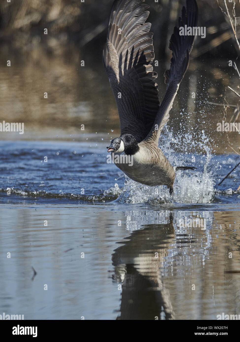 Kanadagans Banque D'Images
