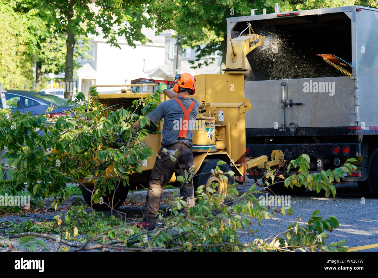 Un chirurgien arbre branches d'alimentation d'un grand orme malade dans un déchiqueteur en arborescence complexe dépose dans une rue de banlieue. Banque D'Images