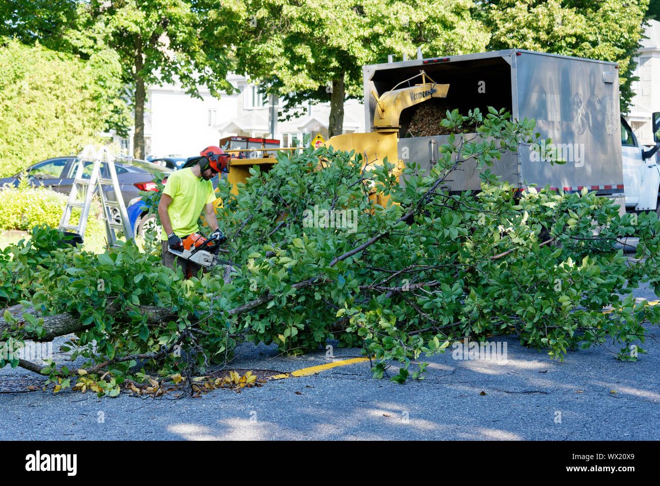 Un chirurgien arbre branches d'alimentation d'un grand orme malade dans un déchiqueteur en arborescence complexe dépose dans une rue de banlieue. Banque D'Images