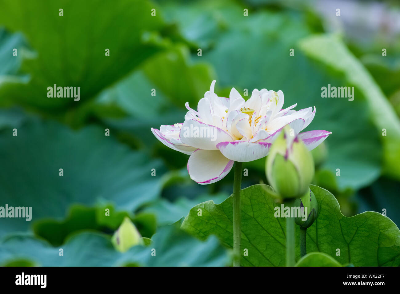 Fleur de lotus bloom en été Banque D'Images