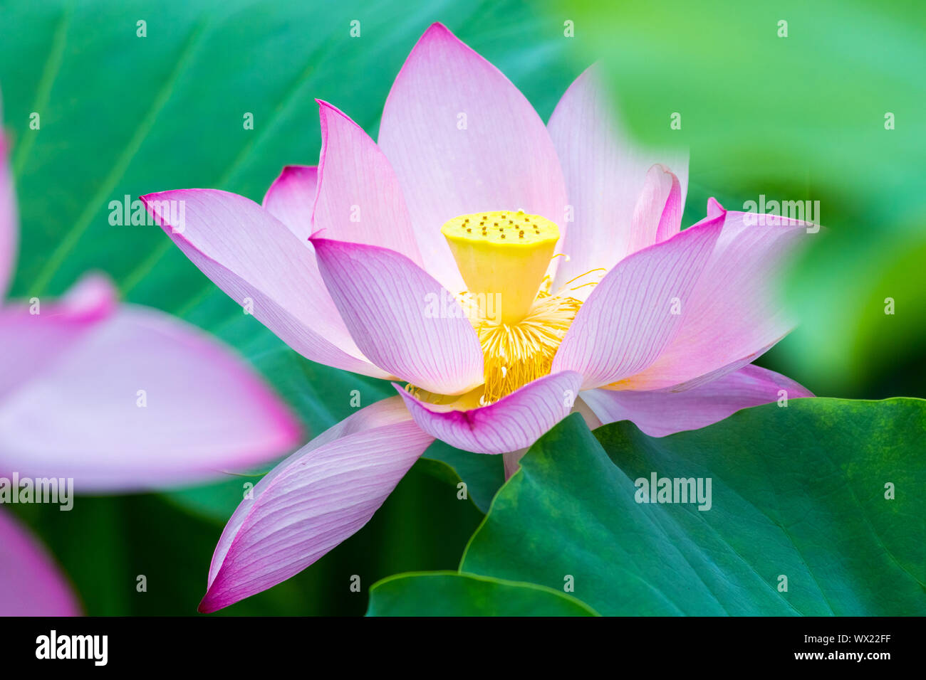 Gros plan de fleurs de lotus Banque D'Images