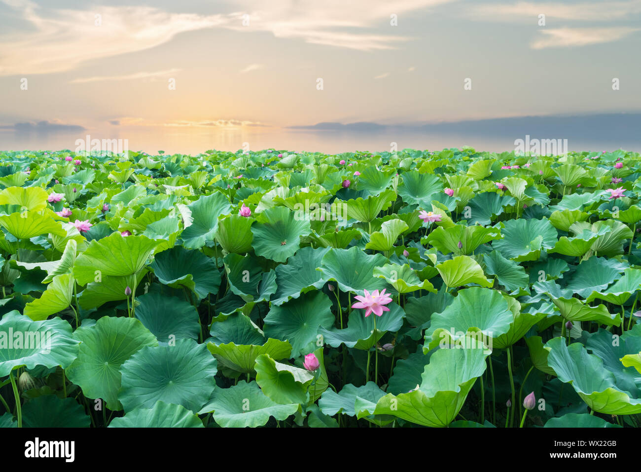 Lotus Lake dans le coucher du soleil Banque D'Images