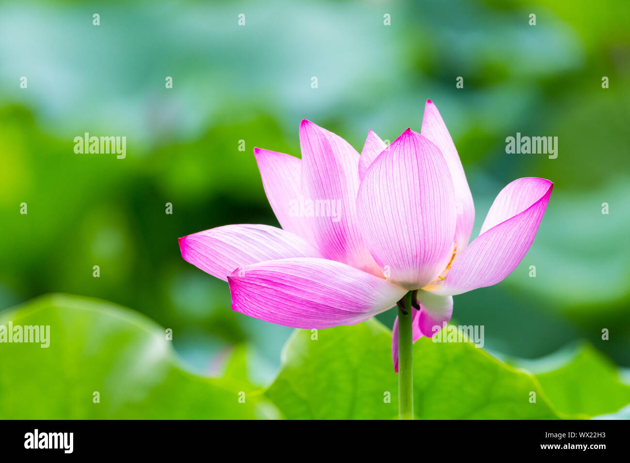 Belle fleur de lotus closeup Banque D'Images
