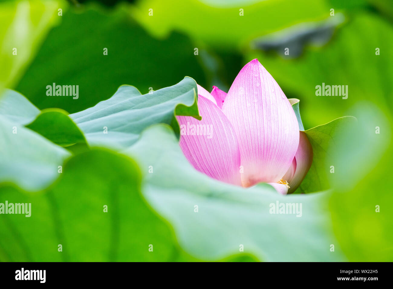 Gros plan de fleurs de lotus Banque D'Images