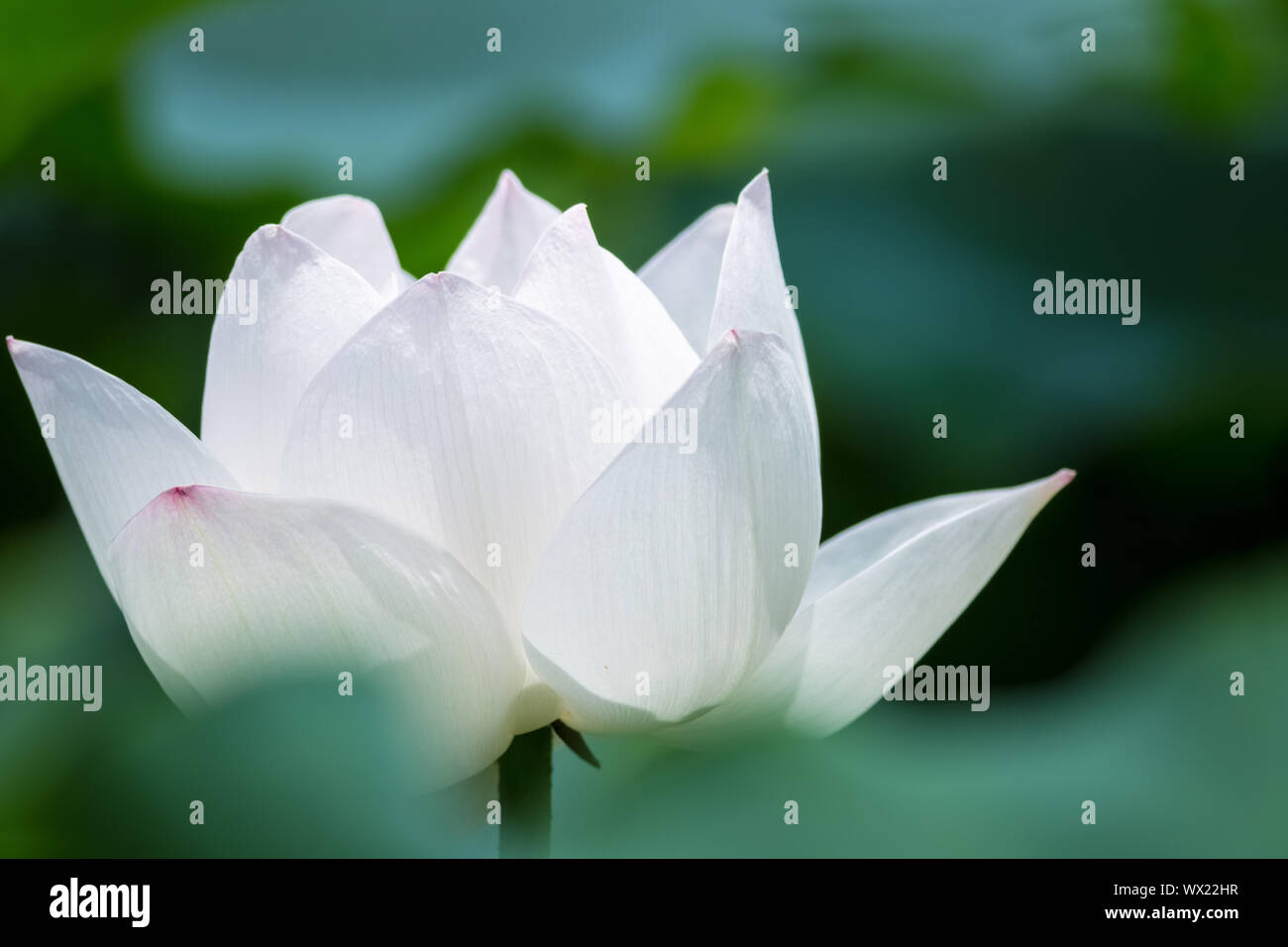 Gros plan de la fleur de lotus blanc Banque D'Images