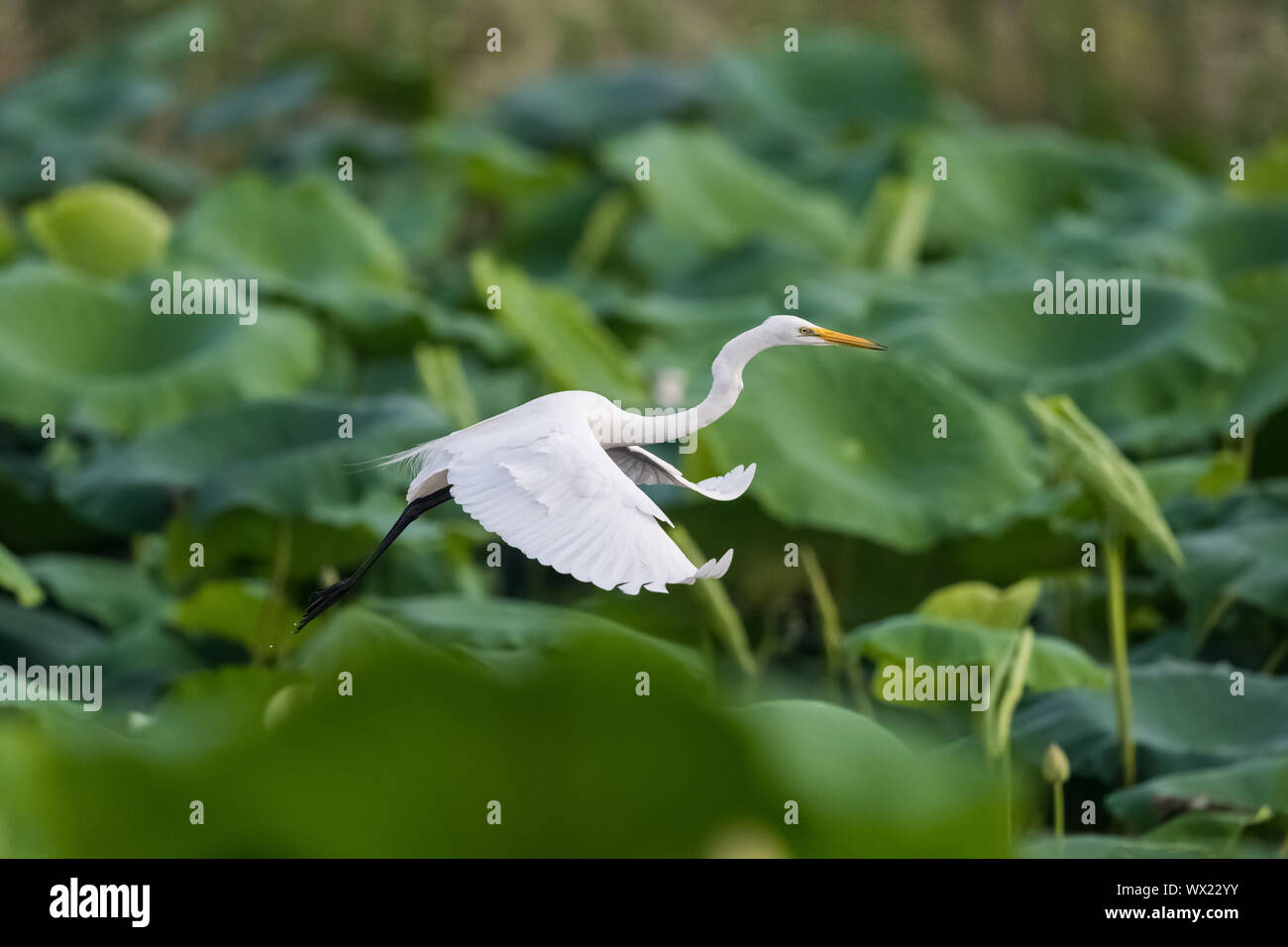 Aigrette intermédiaire flying Banque D'Images