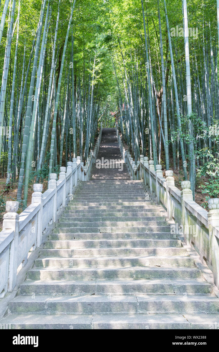 Forêt de bambou vert et marches de pierre Banque D'Images