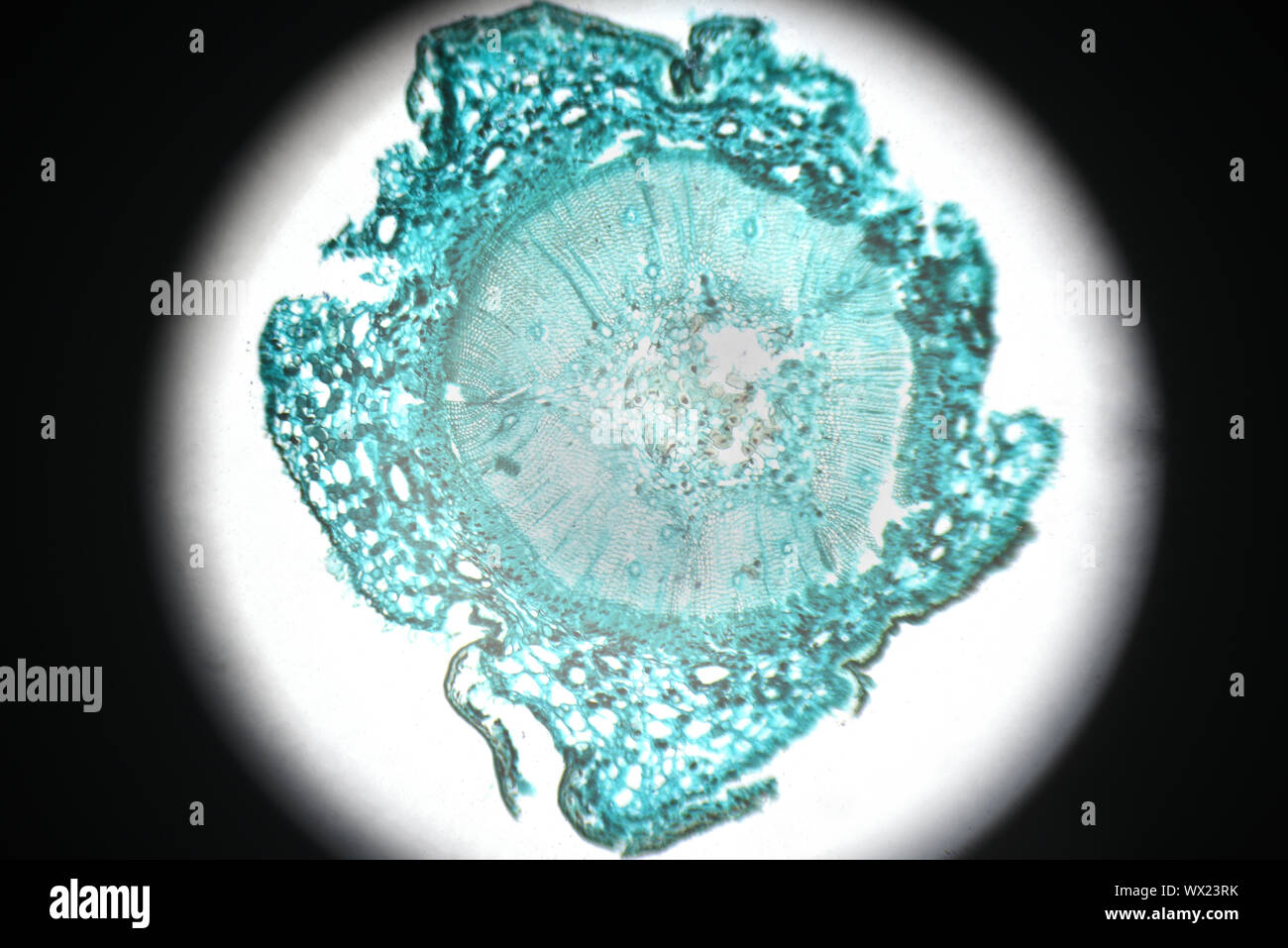La section des tiges de pin microscopie Banque D'Images