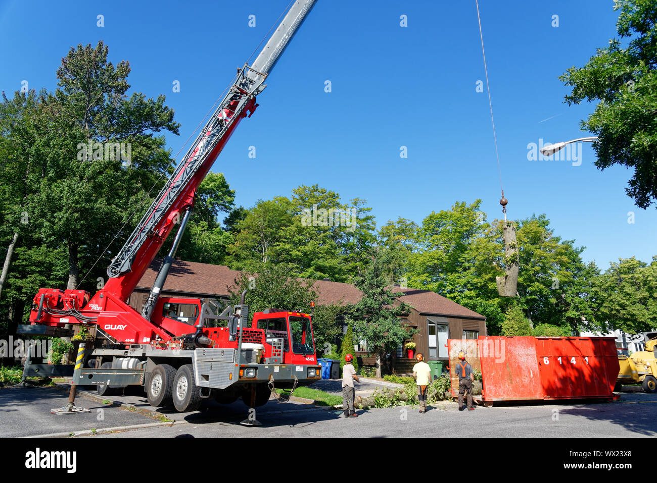 Une grue géante Retrait de pièces d'un grand orme malade dans l'enlèvement d'arbres complexes dans une rue de banlieue. Banque D'Images