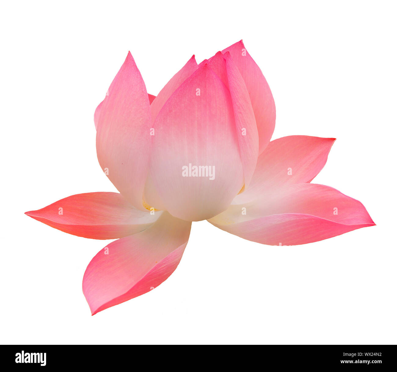 Seul Lotus Isolated Over White Banque D'Images