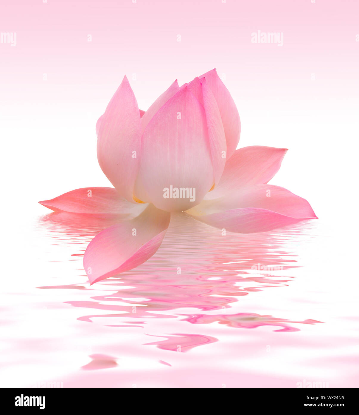 Magnifique Lotus Banque D'Images