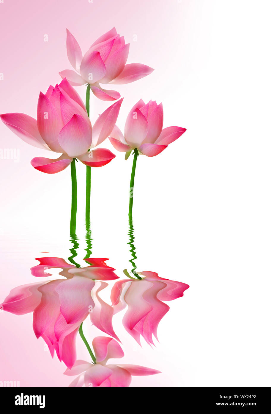 Belle réflexion avec Lotus Banque D'Images