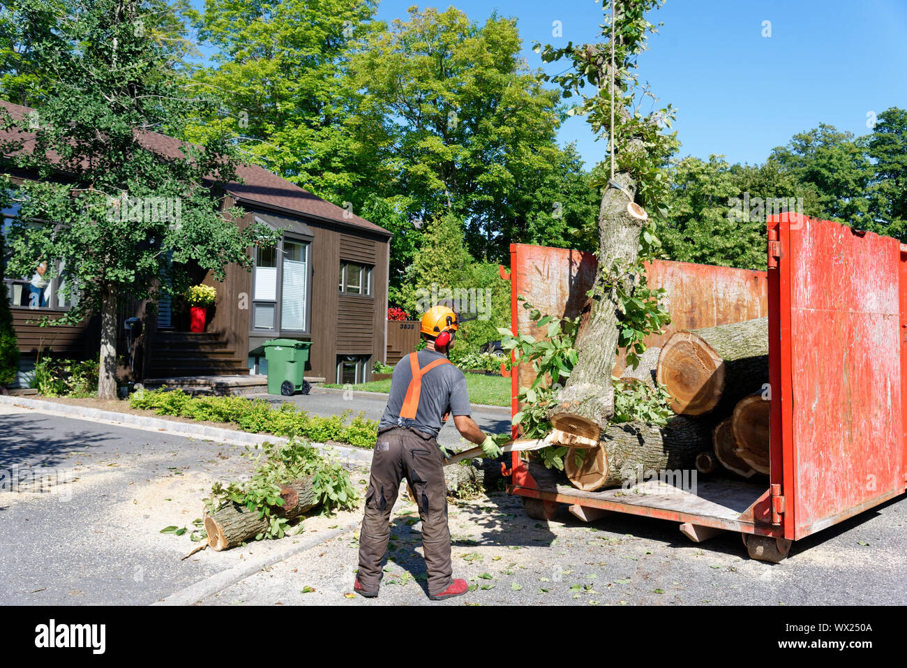 Une grue abaisse une succursale d'un grand orme malade dans un récipient dans un complexe de dépose de l'arbre dans une rue de banlieue. Banque D'Images