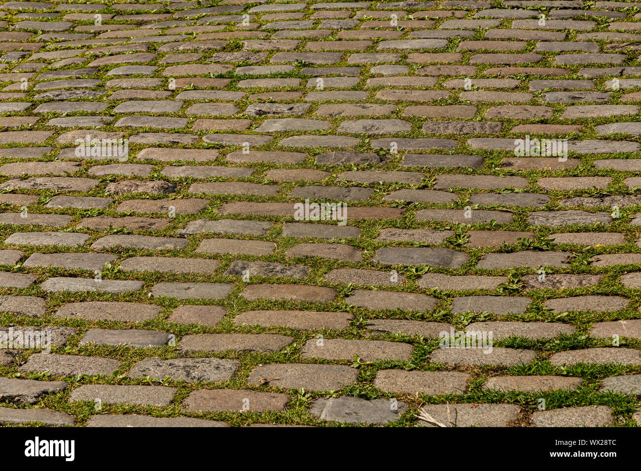 Les mauvaises herbes qui poussent entre les pavés de Saltaire, Yorkshire. Banque D'Images