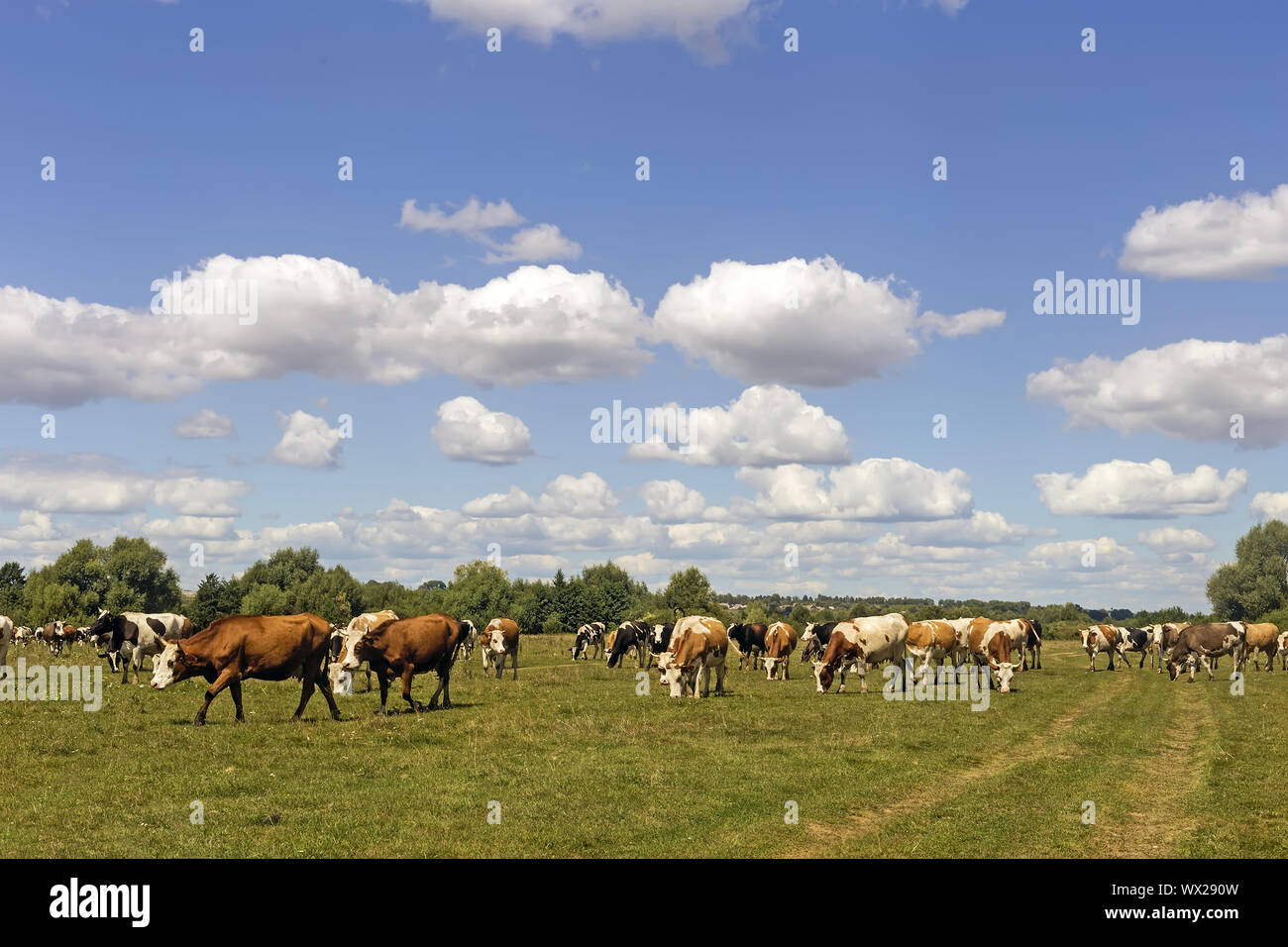 Les vaches paissent dans un pré, près de la forêt Banque D'Images