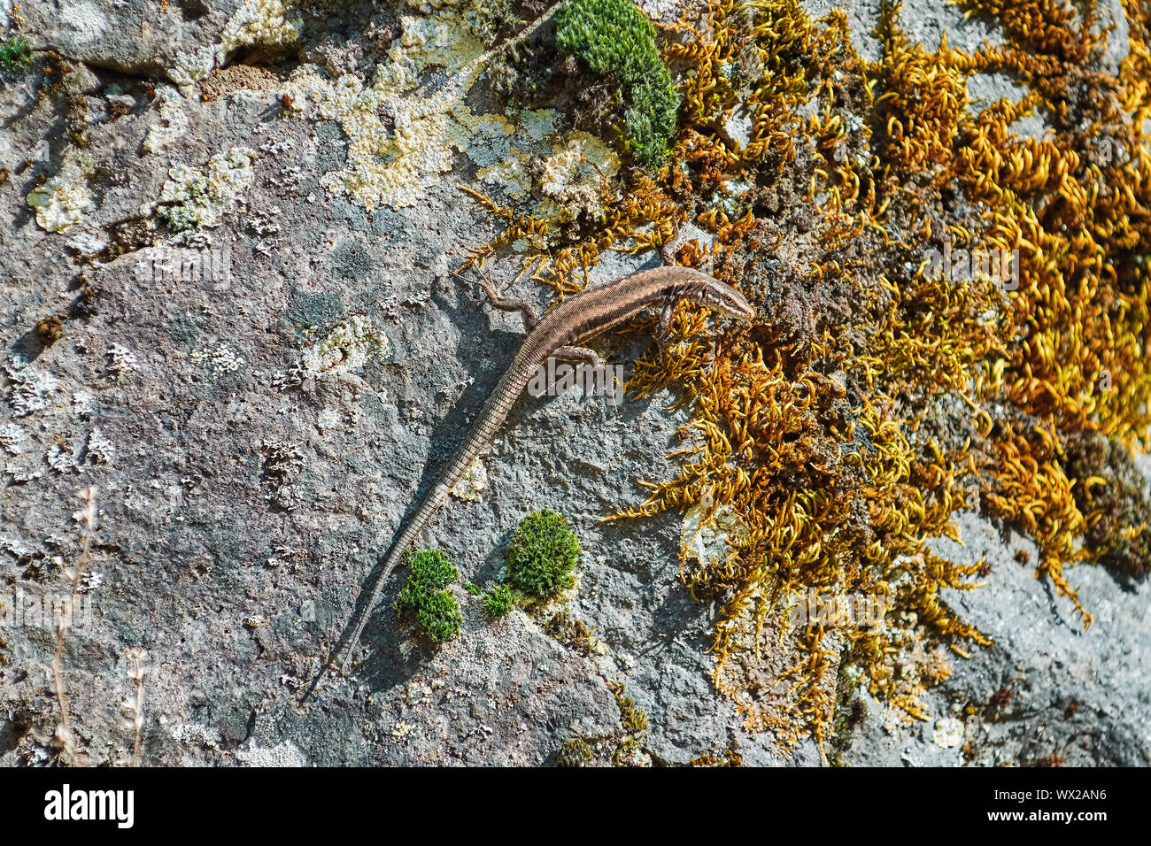 Lizard sur le rocher Banque D'Images
