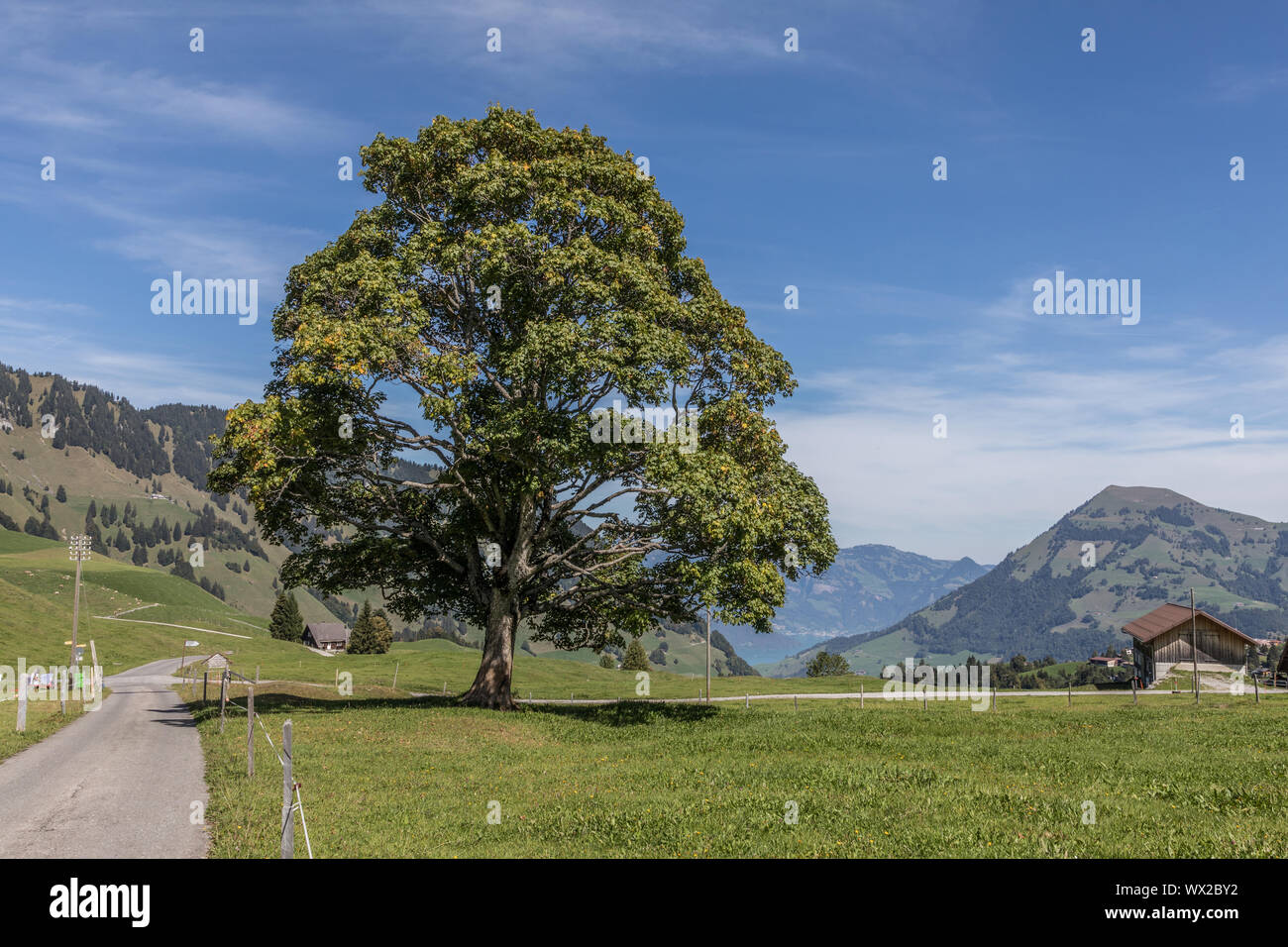 Linden Tree dans beau paysage, Kappl, Zurich, Switzerland, Europe Banque D'Images